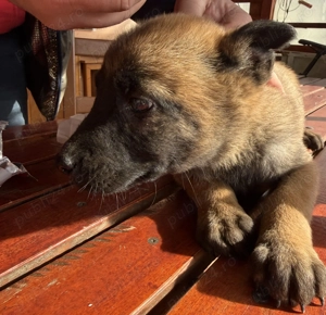 Pui femela ciobanesc belgian Malinois - imagine 2