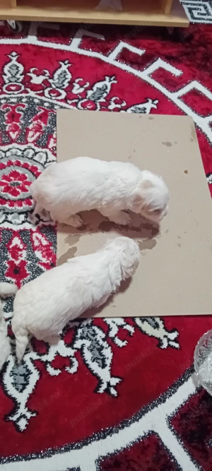 căței bishon maltez  - imagine 4