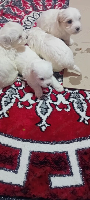 căței bishon maltez  - imagine 2