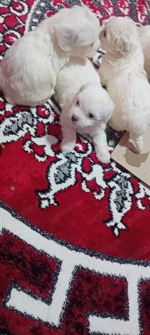 căței bishon maltez  - imagine 3