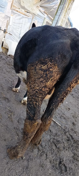 vacă de vânzare  - imagine 2