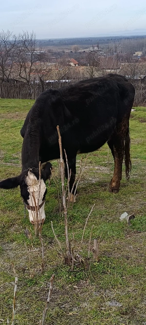 vacă de vânzare  - imagine 3