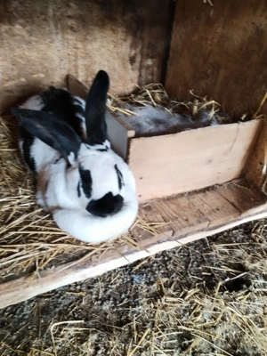 Iepurite de vânzare  - imagine 3