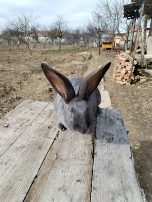 Iepurite de vânzare  - imagine 5