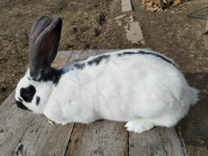 Iepurite de vânzare 