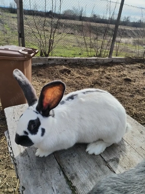 Iepurite de vânzare  - imagine 4