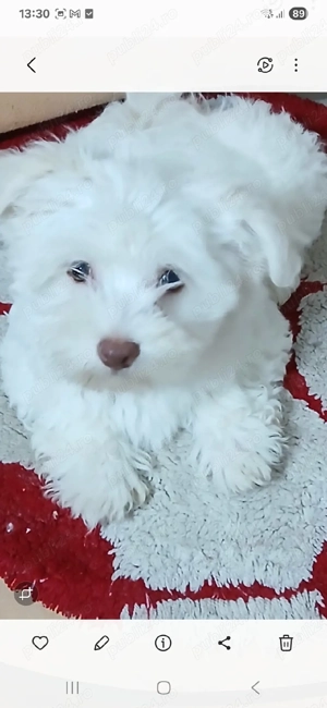 Bishon maltez - imagine 2