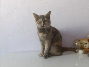 pisica 3 luni 200 lei - imagine 2