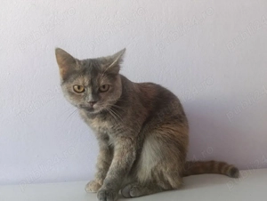 pisica 3 luni 200 lei - imagine 4