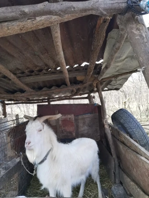 Tap de vanzare de 2 ani