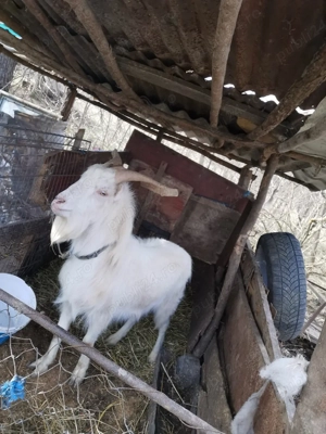 Tap de vanzare de 2 ani - imagine 2