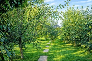 Casă Puchenii Mari DN1 - Teren 1000mp-Centrală Gaz-Renovat interior - imagine 14