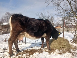Vaca bună de lapte are 5 vitei - imagine 4