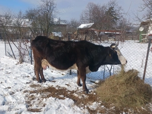 Vaca bună de lapte are 5 vitei