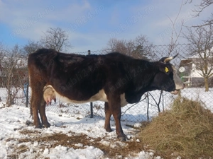 Vaca bună de lapte are 5 vitei - imagine 3