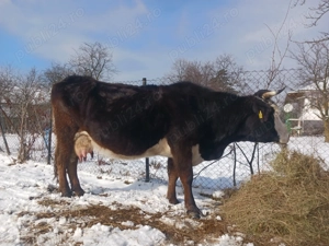 Vaca bună de lapte are 5 vitei - imagine 2