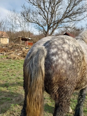 vand manza de 4 ani  - imagine 3