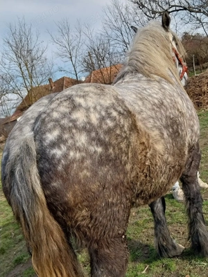 vand manza de 4 ani  - imagine 2