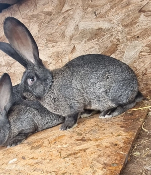 Pui Uriaș German  - imagine 4