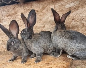 Pui Uriaș German  - imagine 3