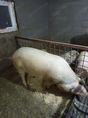 porc de vânzare 