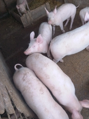 Porci grăsuni la 40_50 kg