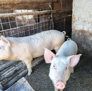 Vând porci vii 50-60 kg. bucata - imagine 3