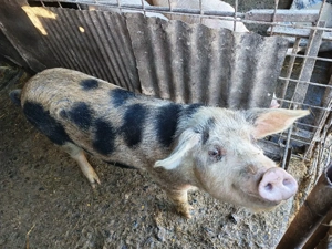 Vând porci vii 50-60 kg. bucata - imagine 2