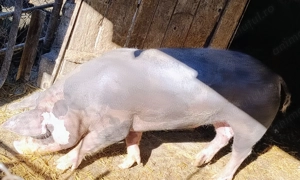 Porc 180 kg crescut natural - imagine 2