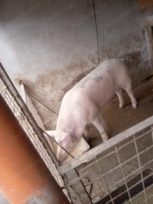 Porc de 140-150 kg și purcea de 180 kg