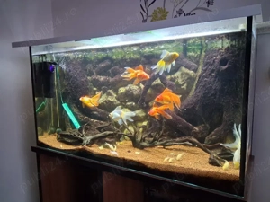 Vand acvariu 450 litri cu tot cu pesti  - imagine 2