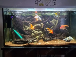 Vand acvariu 450 litri cu tot cu pesti 