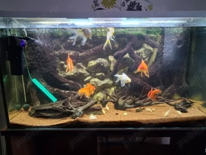 Vand acvariu 450 litri cu tot cu pesti  - imagine 3