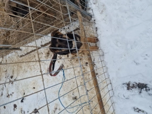 Mascul ciobanesc german 3 luni  - imagine 5