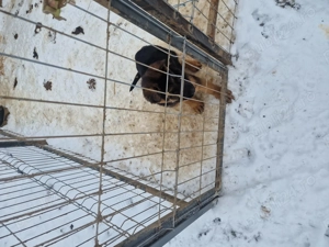 Mascul ciobanesc german 3 luni  - imagine 3