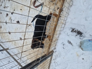 Mascul ciobanesc german 3 luni  - imagine 4