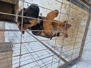 Mascul ciobanesc german 3 luni  - imagine 2