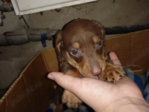  Cățel Teckel ciocolatiu - imagine 2