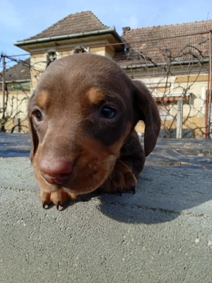  Cățel Teckel ciocolatiu - imagine 3