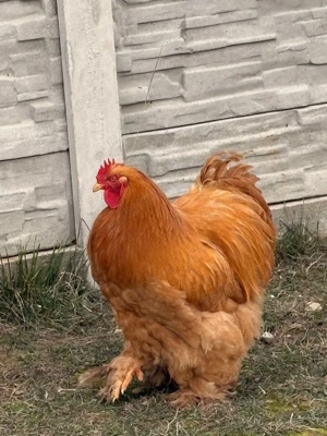 Cocosi Cochinchina  - imagine 1