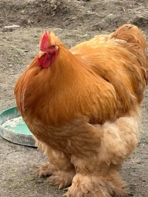 Cocosi Cochinchina  - imagine 2