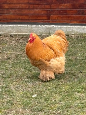 Cocosi Cochinchina  - imagine 4