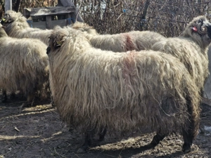 Oi de vanzare ,Pret negociabil - imagine 3