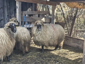 Oi de vanzare ,Pret negociabil - imagine 5