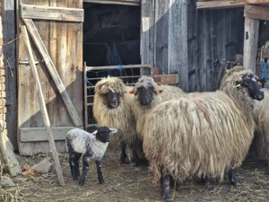 Oi de vanzare ,Pret negociabil - imagine 2