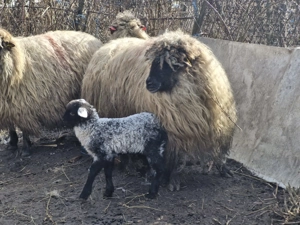 Oi de vanzare ,Pret negociabil - imagine 4