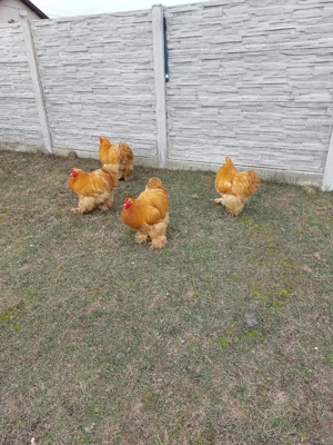 Cocosi Cochinchina  - imagine 5