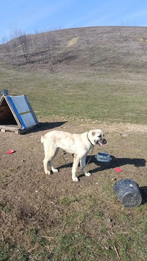 Cangal de vanzare(femela) - imagine 3