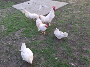 Vand perechi sau cocoși pitici  - imagine 2