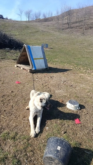 Cangal de vanzare(femela)